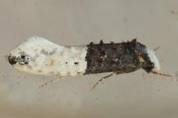 Trichophaga bipartitella