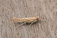 Pyroderces argyrogrammos