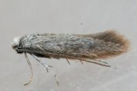 Urodeta hibernella