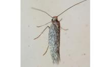 Urodeta hibernella