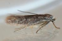Urodeta hibernella
