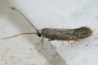 Urodeta hibernella