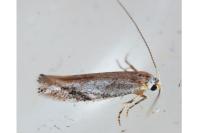 Bucculatrix