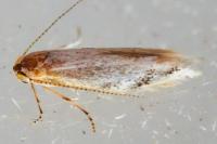 Bucculatrix