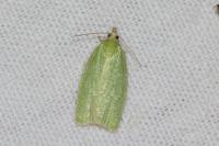 Tortrix viridana
