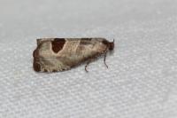 Notocelia uddmanniana