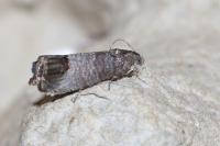 Cydia pomonella