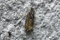 Zeiraphera isertana