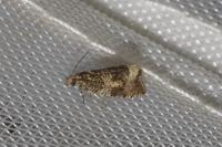 Celypha lacunana