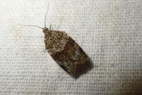 Syndemis musculana