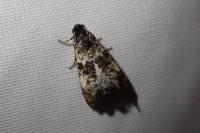 Hysterophora maculosana