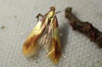 Caloptilia