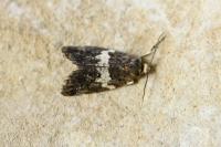 Olindia schumacherana