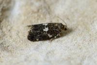 Olindia schumacherana