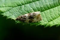 Orthotaenia undulana