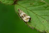 Celypha lacunana