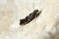 Callisto denticulella
