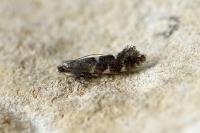 Callisto denticulella