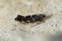 Callisto denticulella