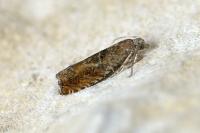 Epinotia tenerana