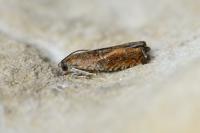 Epinotia tenerana