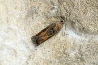 Epinotia tenerana