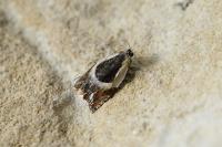 Ancylis badiana
