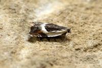 Ancylis badiana