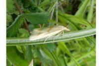 Phtheochroa frigidana
