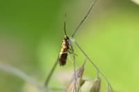 Micropterix aruncella