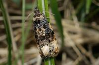Endothenia