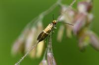 Micropterix aruncella