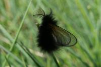 Ptilocephala
