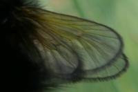 Ptilocephala