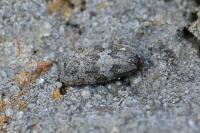 Cnephasia incertana