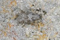 Cnephasia incertana
