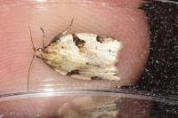 Clepsis spectrana