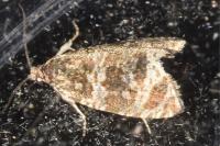 Celypha lacunana
