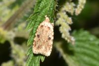 Agonopterix arenella
