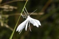 Pterophorus pentadactylus