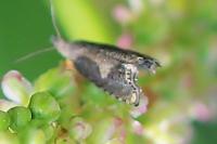 Dichrorampha