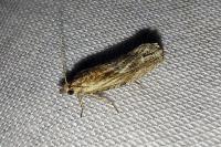 Eucosma cana