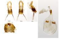 Eucosma cana