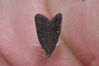 Neosphaleroptera nubilana