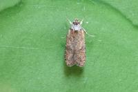 Exaeretia lutosella