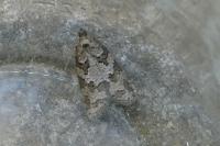 Cnephasia