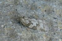 Cnephasia