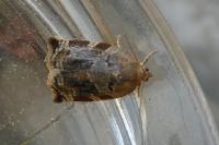 Archips xylosteana