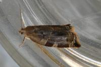 Archips xylosteana