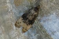 Hedya ochroleucana